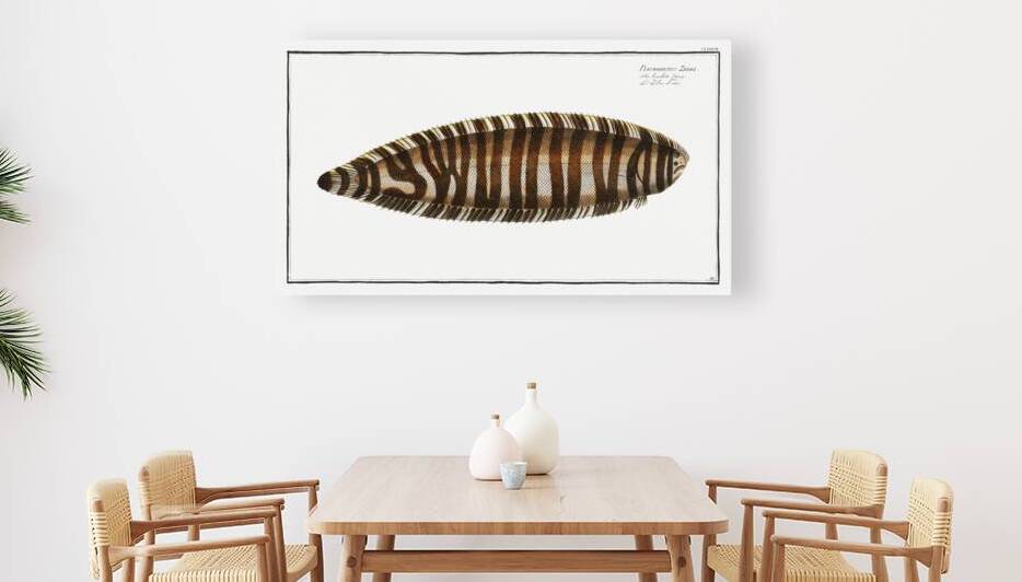 Pleuronectes Zebra by IStockHistory com