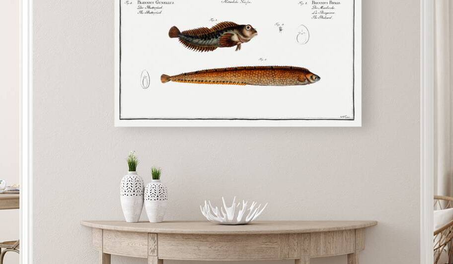 1. Butterfish Blennius Gunellus 2. Bulcard Blennius Pholis by IStockHistory com