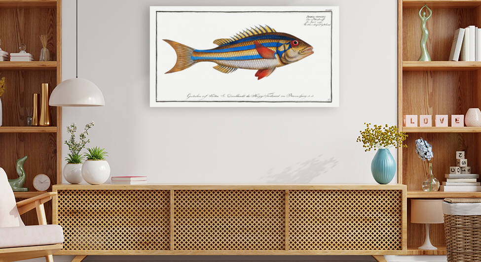 Blue-striped Gilt-head Sparus vittatus by IStockHistory com