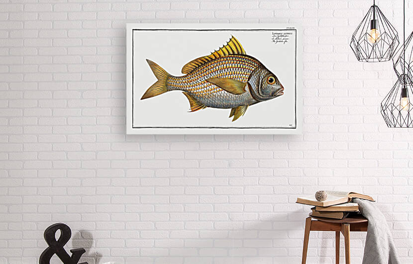 Yellow-fin Lutianus luteus by IStockHistory com