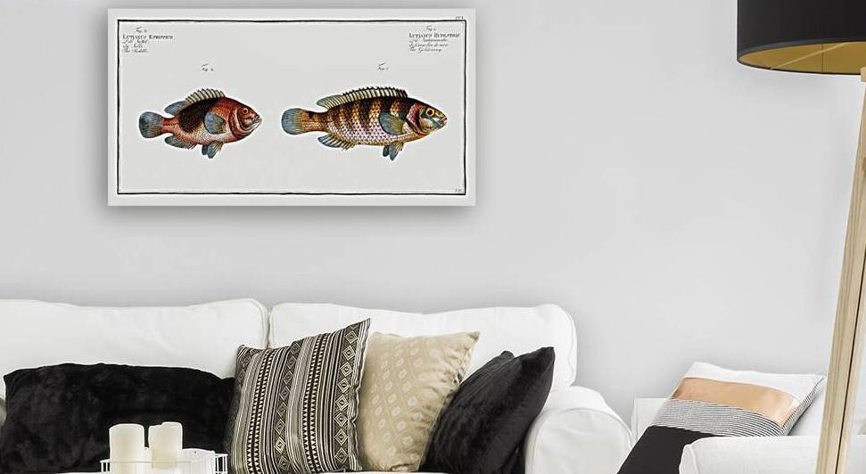 1. Goldsinny Lutjanus Rupestris 2. Saddle Lutjanus Ephippium by IStockHistory com