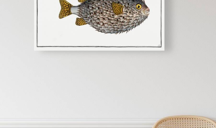 Round Diodon Diodon Hystrix by IStockHistory com