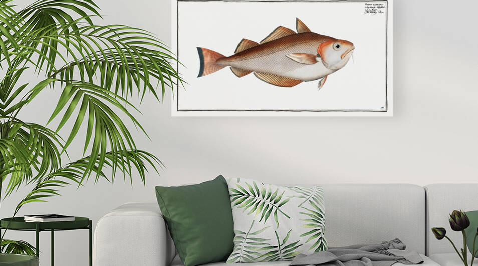 Whiting Pout Gadus Barbatus by IStockHistory com