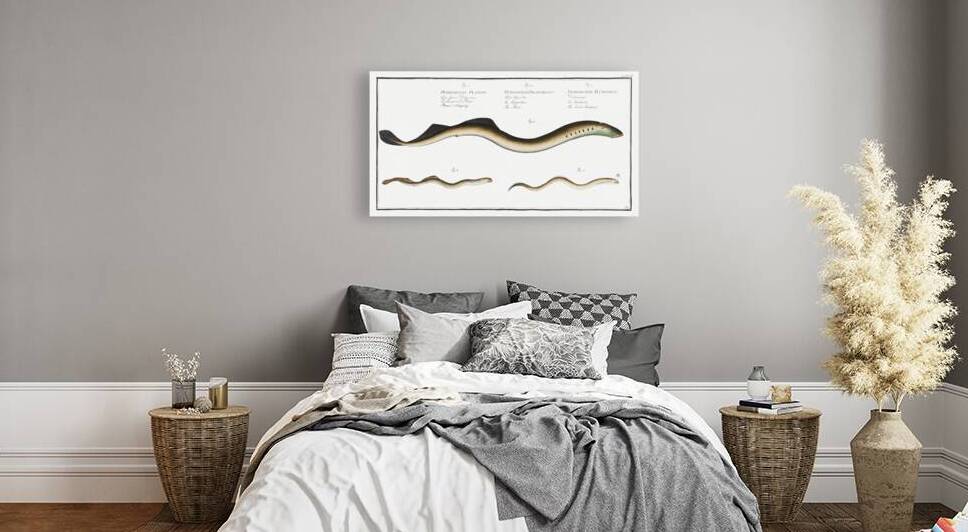 1. Lesser Samprey Petromyzon Fluviatilis 2. Pride Petromyzon Branchialis 3. Planers Samprey Petromyzon Planeri by IStockHistory com