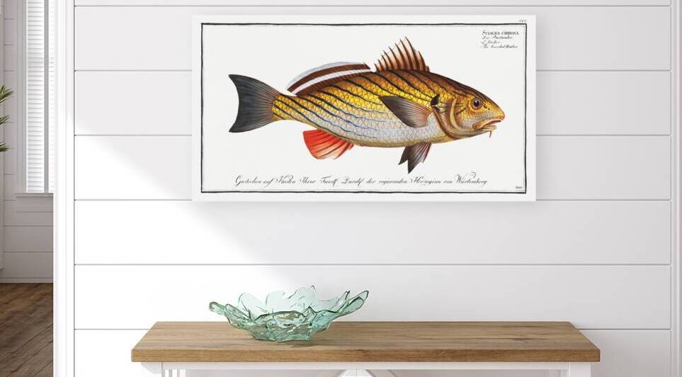 Bearded Umber Sciaena cirrosa by IStockHistory com