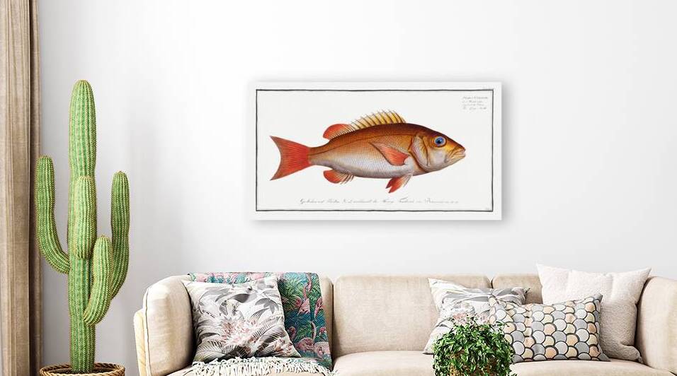 Dogs-tooth Sparus Cynodon by IStockHistory com