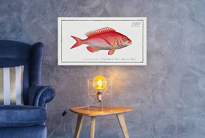 Sea-Roach Sparus Erythrinus by IStockHistory com