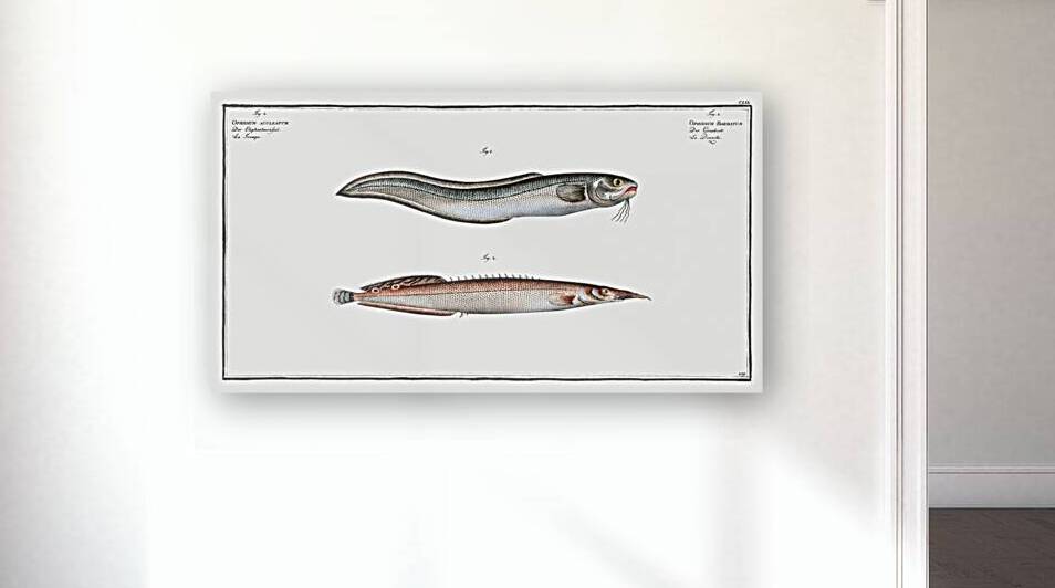 1. Ophidium Barbatum 2. Ophidium aculeatum by IStockHistory com