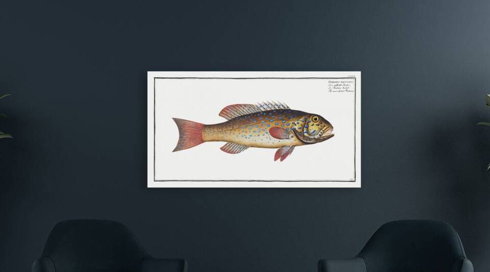 Maculated Bodian Bodianus maculatus by IStockHistory com