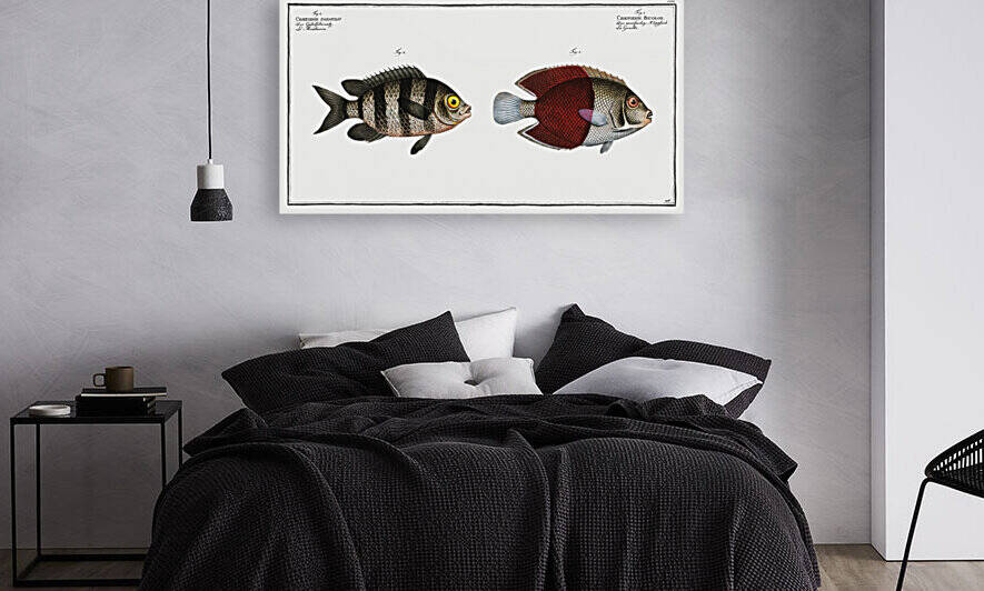 1. Chaetodon bicolor 2. Chaetodon saxatilis by IStockHistory com