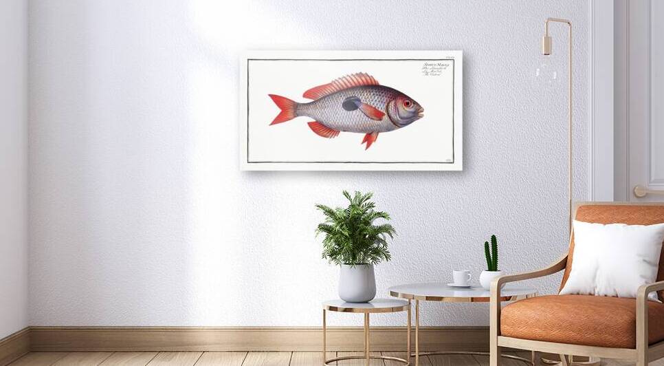 Cackerel Sparus Maena by IStockHistory com