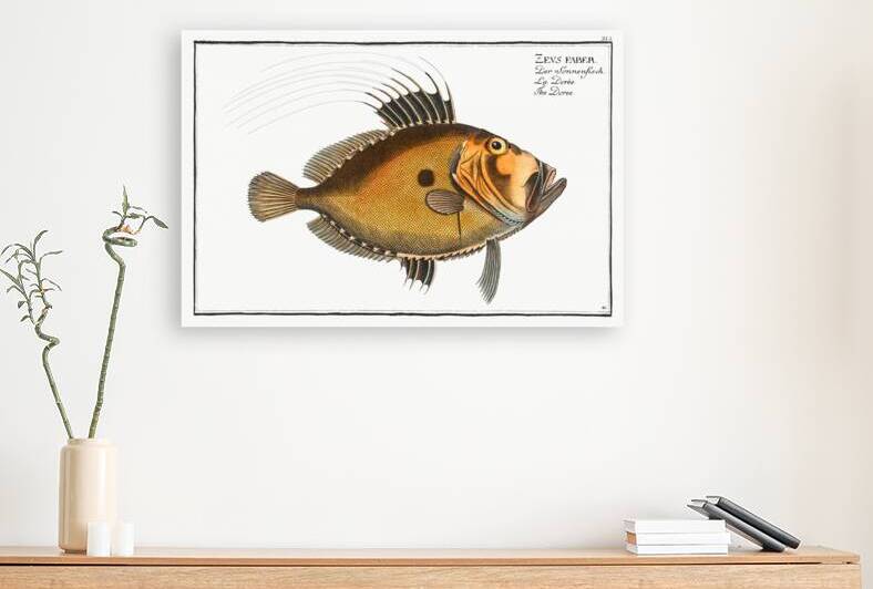 Doree Zeus Faber by IStockHistory com