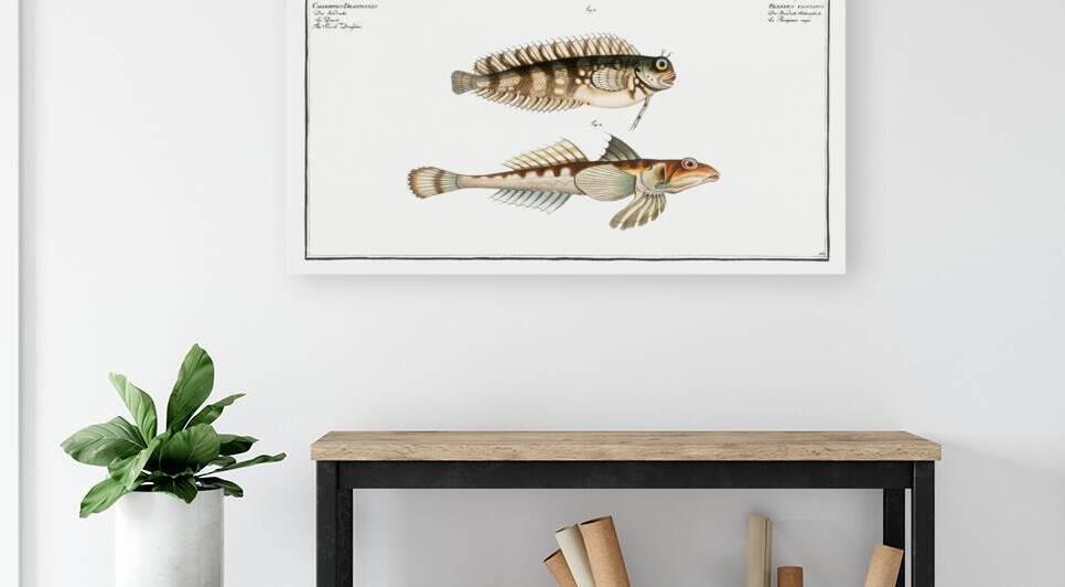 1. Blennius fasciatus 2. Sordid Dragoned Callionymus Dracunculus by IStockHistory com