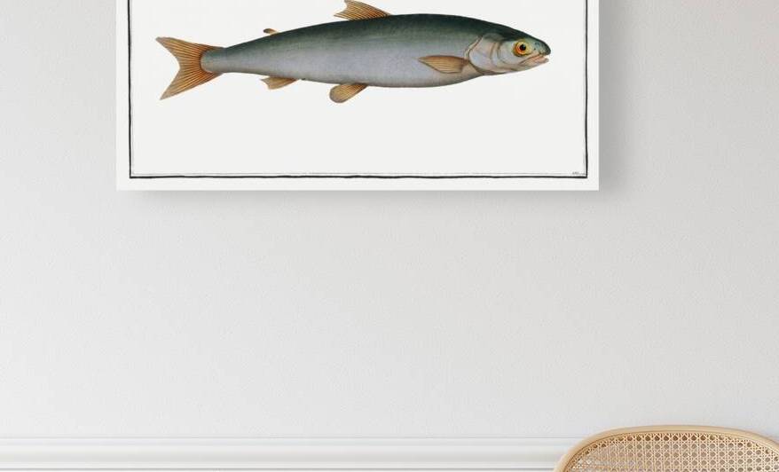 Umble Salmo Umbla by IStockHistory com