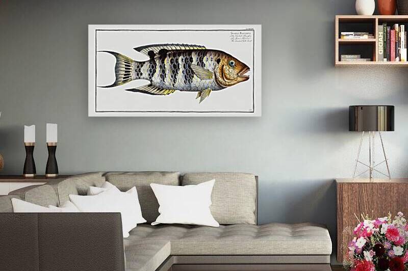 Streaked Gilt-head Sparus Fasciatus by IStockHistory com