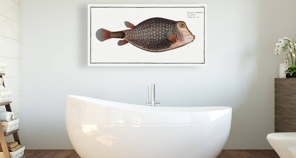 Knitted Trunk-Fish Ostracion Concatenatus by IStockHistory com