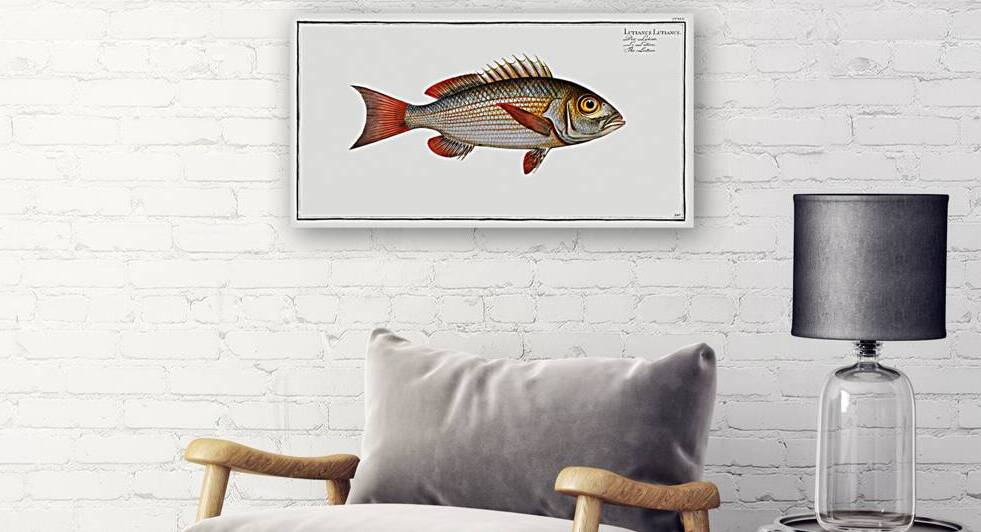 Lutian Lutianus Lutianus by IStockHistory com