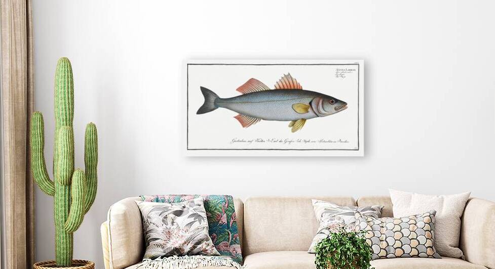 Basse Sciaena Labrax by IStockHistory com