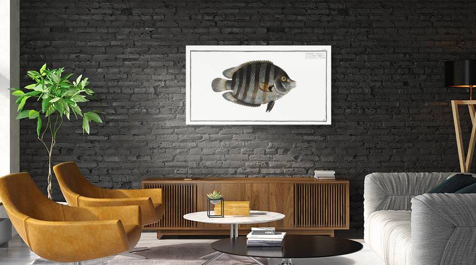 Chaetodon suratensis by IStockHistory com