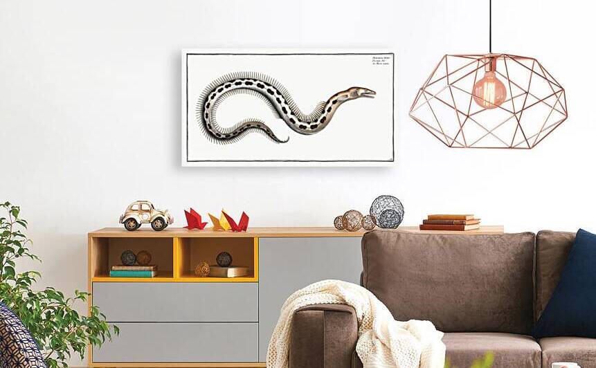 Muraena Ophis by IStockHistory com