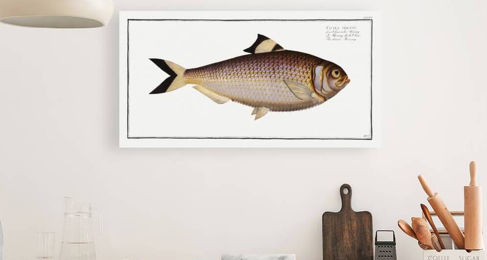 Chinese Herring Clupea sinensis by IStockHistory com