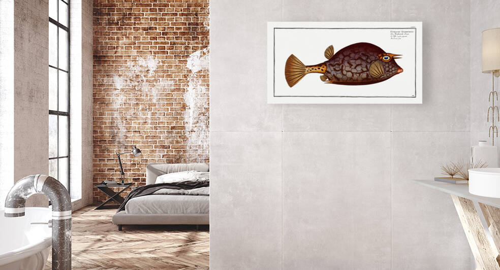 Cuckold-fish Ostracion Quadricornis by IStockHistory com