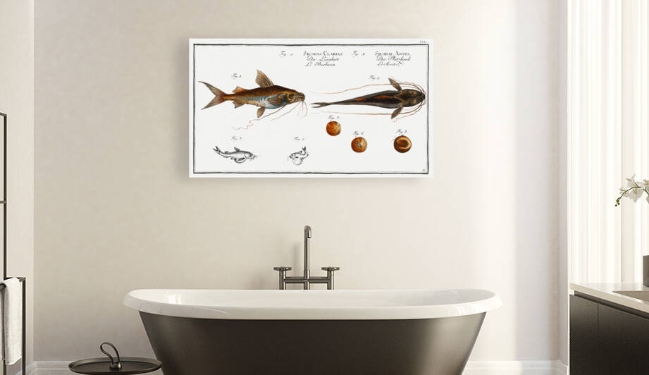 1. Longbearded Silurus Clarias 2. Crack-Belly Silurus Ascita by IStockHistory com