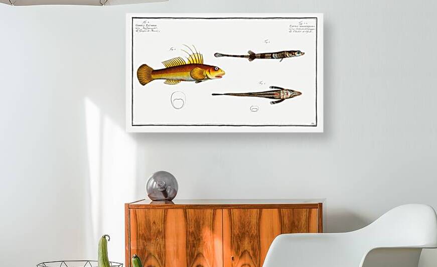 1. 2. Cottus monopterigius 3. Gobius Plümieri by IStockHistory com