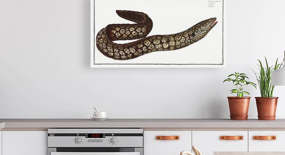 Murane Muraena Helena by IStockHistory com