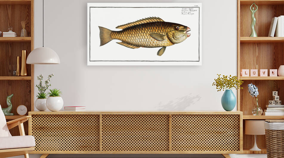 Green Parrot-fish Scarus viridis by IStockHistory com