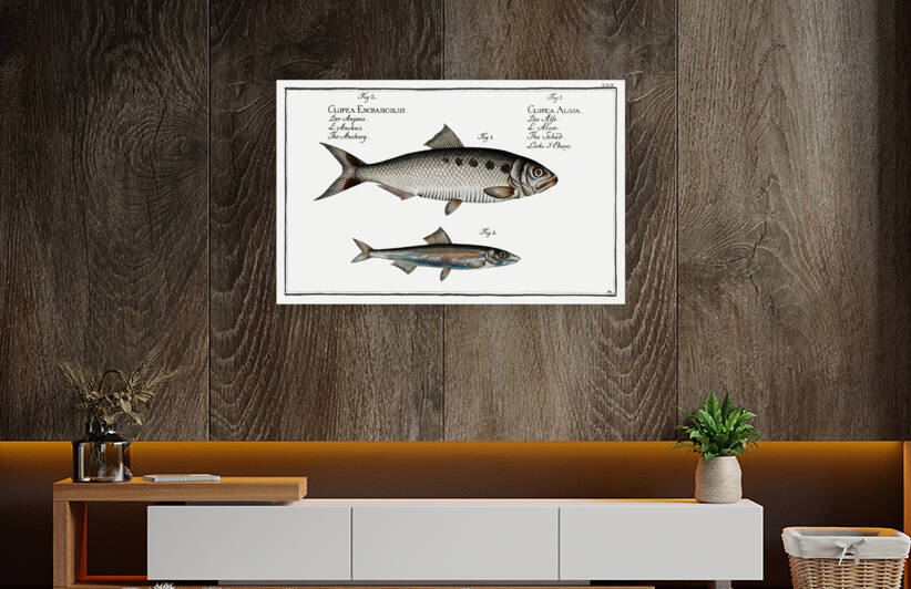 1. Schad Clupea Alosa 2. Anchovy Clupea Encrasicolus by IStockHistory com