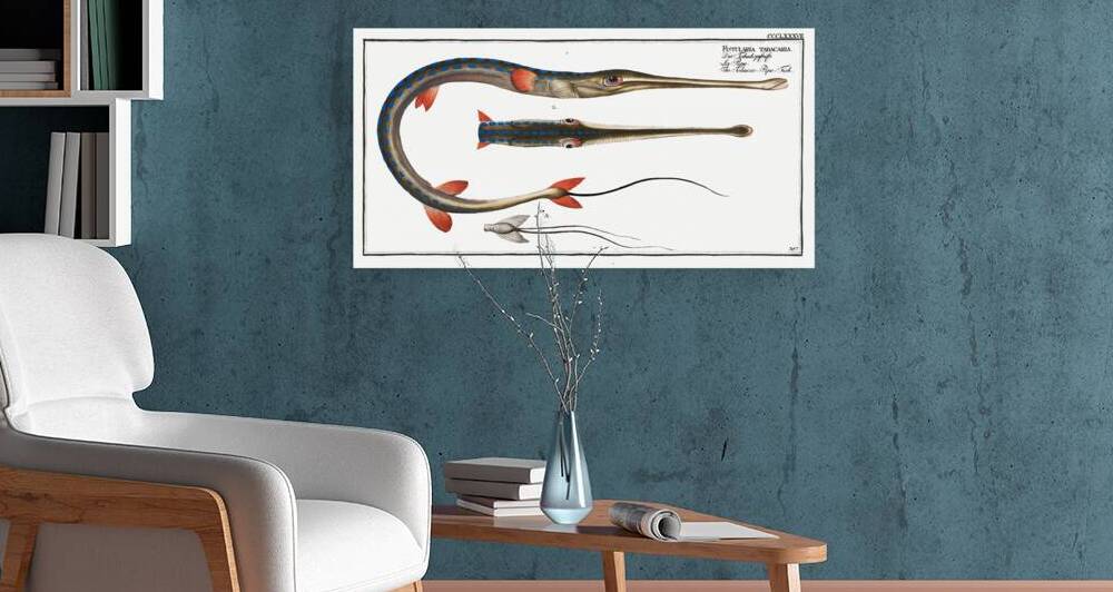 Tobacco-Pipe-Fish Fistularia tabacaria by IStockHistory com