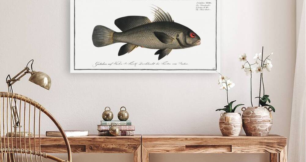 Black-Umber Sciaena nigra by IStockHistory com