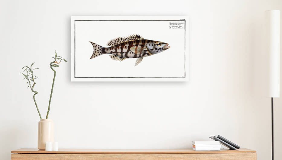 Checkred Holocentre Holocentrus tigrinus by IStockHistory com