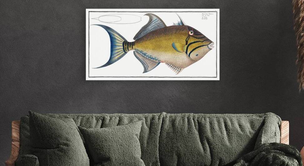 Old-Wife Balistes Vetula by IStockHistory com