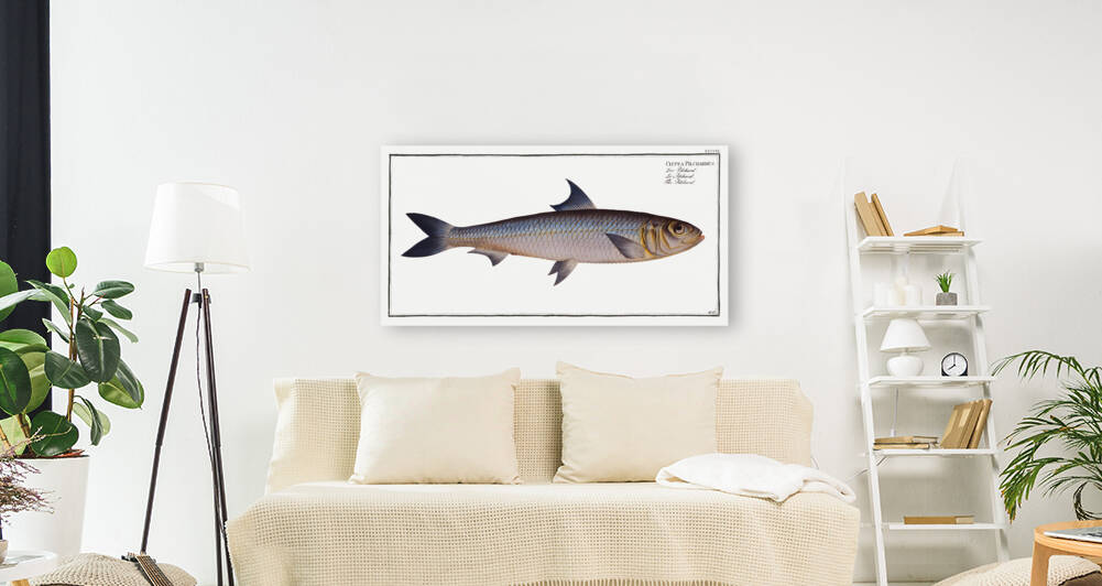 Pilchard Clupea Pilchardus by IStockHistory com