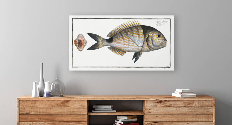 Base Sparus Sargus by IStockHistory com