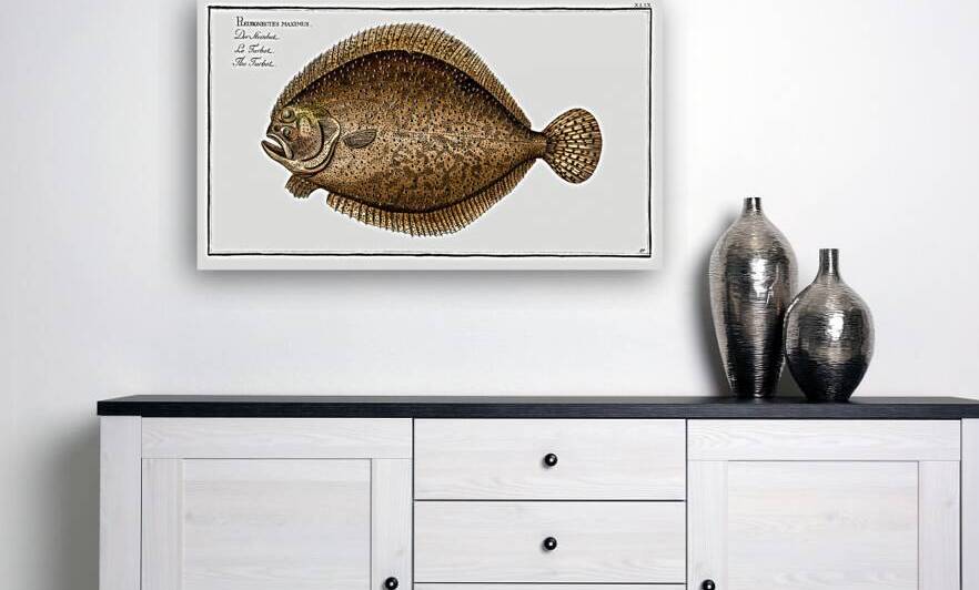 Turbot Pleuronectes maximus by IStockHistory com