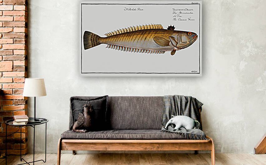 Weever Trachinus Draco by IStockHistory com