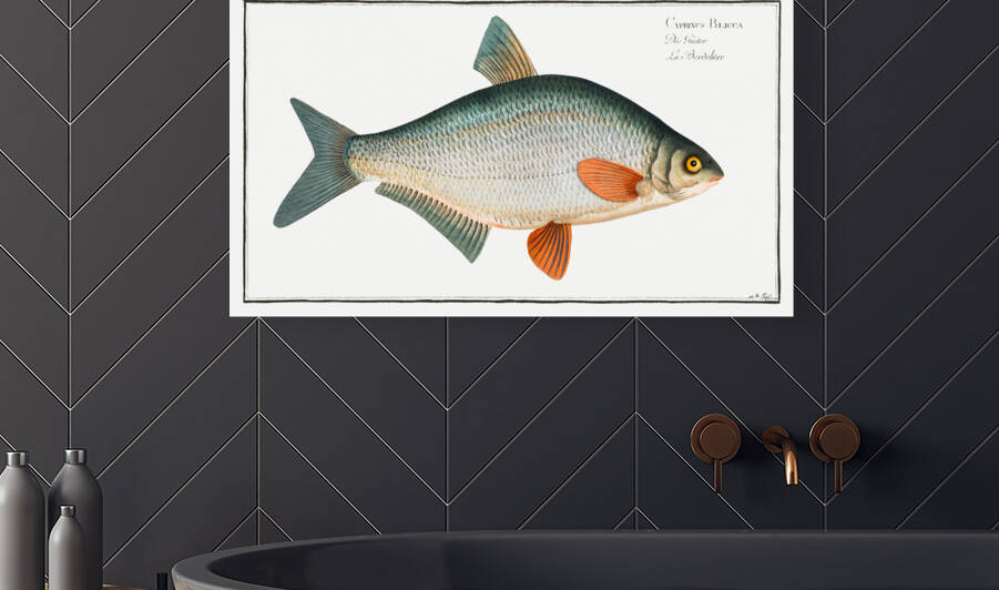 Blicca Cyprinus Blicca by IStockHistory com