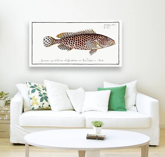 Merra Epinephelus Merra by IStockHistory com