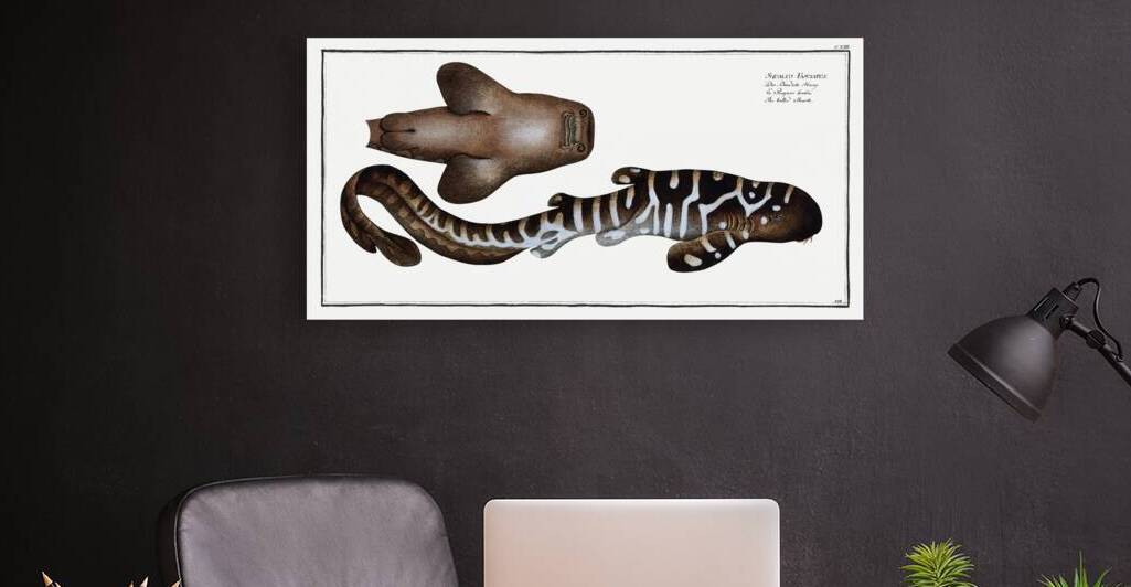 Belted Shark Squalus Fasciatus by IStockHistory com