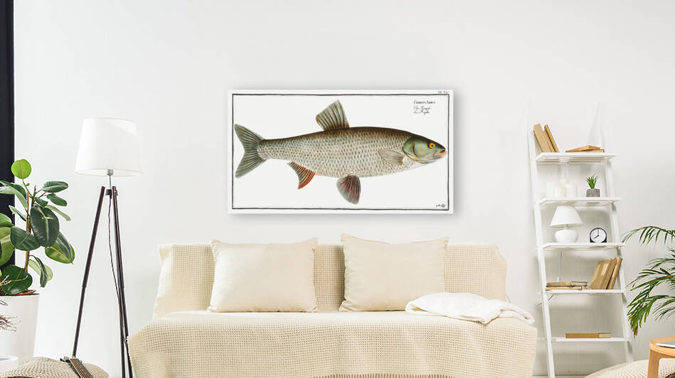 Aspius Cyprinus Aspius by IStockHistory com