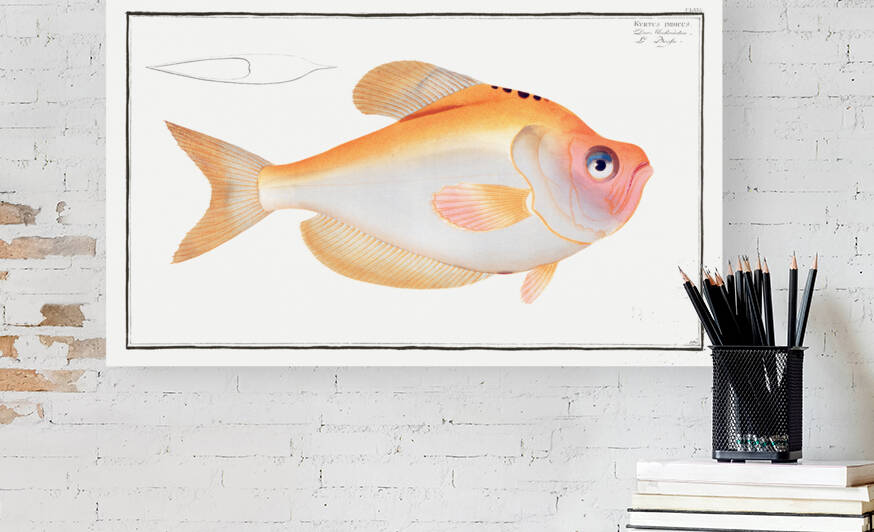 Kyrtus indicus by IStockHistory com