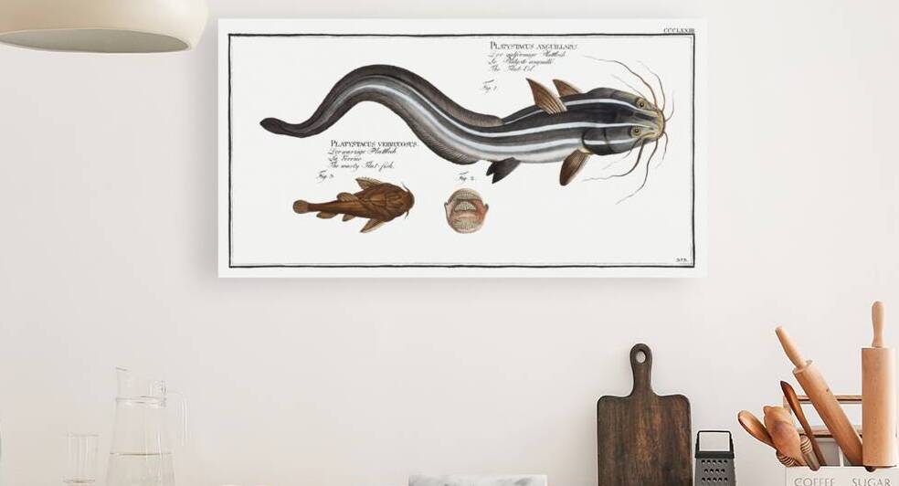 1. Flat-Eel Platystacus angullaris 2. Warty Flat-fish Platystacus verrucosus by IStockHistory com