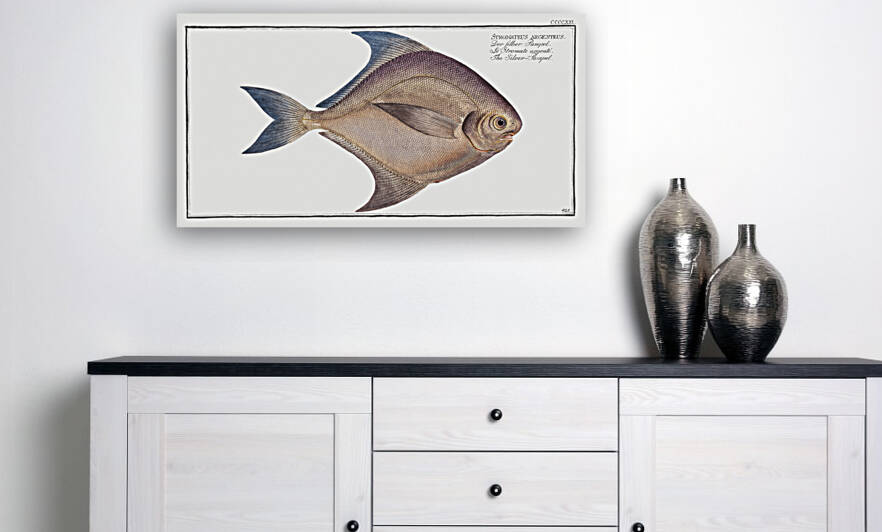 Silver-Pampel Stromateus argenteus by IStockHistory com