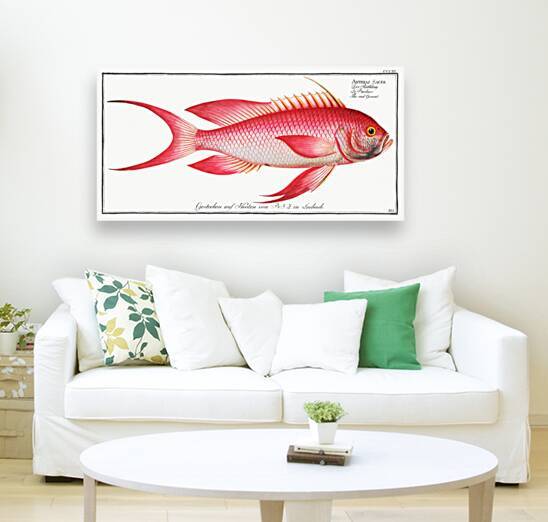 Red Grunt Anthias Sacer by IStockHistory com