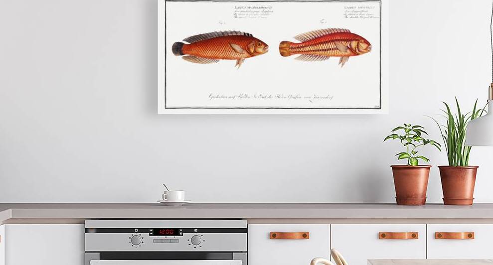 1. Double-Striped Wrasse Labrus bivittatus 2. Great-Scaled Wrasse Labrus macrolepidotus by IStockHistory com