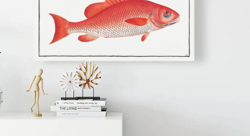 Bodianus Aya by IStockHistory com