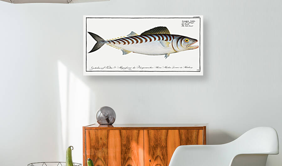 Scale-breast Scomber Sarda by IStockHistory com